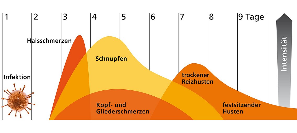 Erkältungsverlauf Hier sieht man den Verlauf einer normalen Erkältung. Die verschiedenen Phasen von Halsschmerzen, Schnupfen, Kopf- und Gliederschmerzen bis zum Husten sind abgebildet.