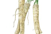 Meerrrettich (Armoracia rusticana) Der Merrrettich (Armoracia rusticana) ist die Heilpflanze des Jahres 2021. Der Meerrettich wird schon seit Jahrhunderten in der Klostermedizin eingesetzt.