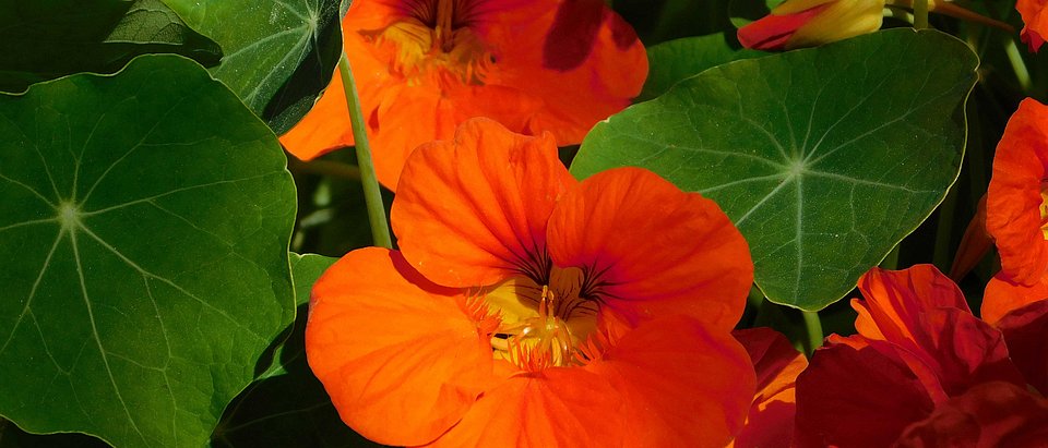 Hier sieht man die Kapuzinerkresse (Tropaeolum majus). Die Kapuzinerkresse enthält Senföle, die sich bei Erkältungskrankheiten und Harnwegsinfekten bewährt haben.