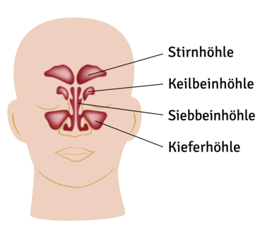 Die oberen Atemwege (Nasennebenhöhlen) Hier sieht man die Nasennebenhöhlen, die bei einer Erkältung, bzw. Sinusitis betroffen sind. © Alila Medical Media/ shutterstock