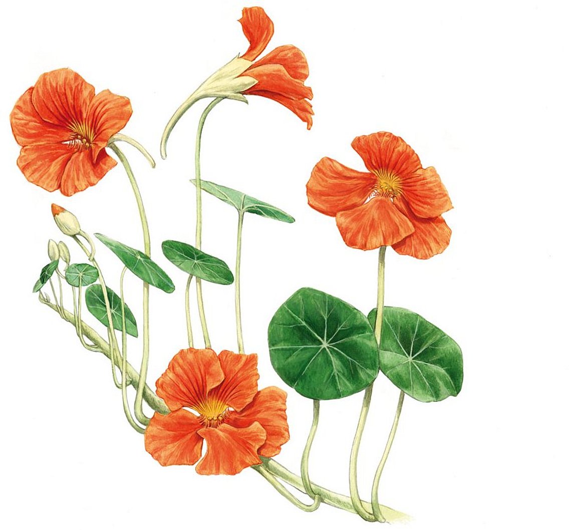 Die Kapuzinerkresse (Tropaeolum majus) wird schon lange in der Medizin als Arzneipflanze eingesetzt. Meist wird sie bei Erkrankungen der Atemwege und Harnwege eingenommen. © Johann Brandstetter