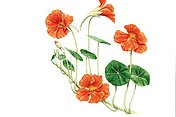 Kapuzinerkresse Die Kapuzinerkresse (Tropaeolum majus) wird schon lange in der Medizin als Arzneipflanze eingesetzt. Meist wird sie bei Erkrankungen der Atemwege und Harnwege eingenommen.