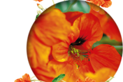 Kapuzinerkresse (Tropaeolum majus) Die Kapuzinerkresse ist in Europa heimisch und kommt ursprünglich aus Südamerika.