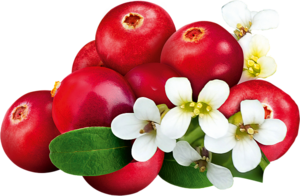 Rote Cranberries, weiße kleine Blüten und grüne Blätter sind zu sehen.