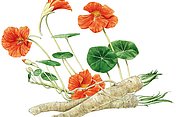 Kapuzinerkresse und Meerrettich Hier ist die Kapuzinerkresse (Tropaeolum majus) und der Meerrettich (Armoracia rusticana) abgebildet. Die bei beiden enthaltenen Senföle wirken bei Erkältungskrankheiten unter anderem antiviral wirken.